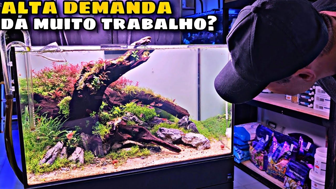 AQUÁRIO PLANTADO DE ALTA DEMANDA DA MUITO TRABALHO?