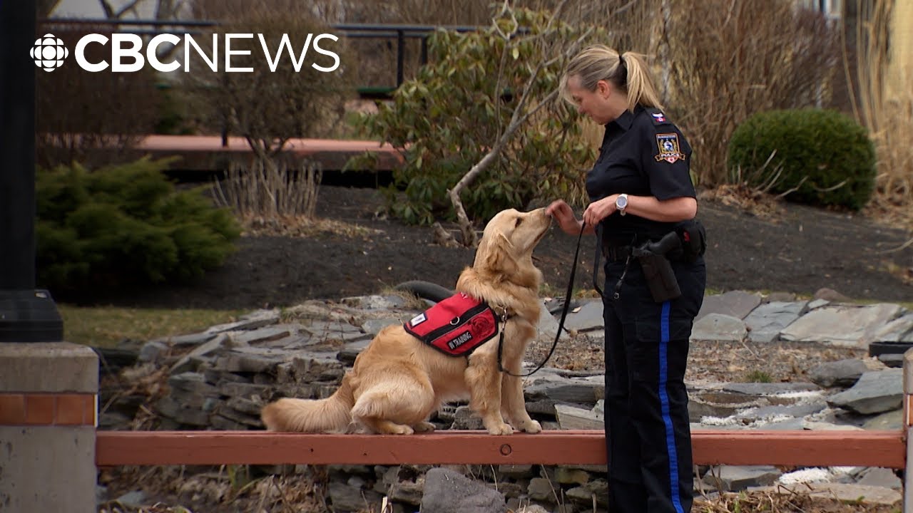 P.E.I.'s newest police dog in Summerside chases down emotions, not criminals