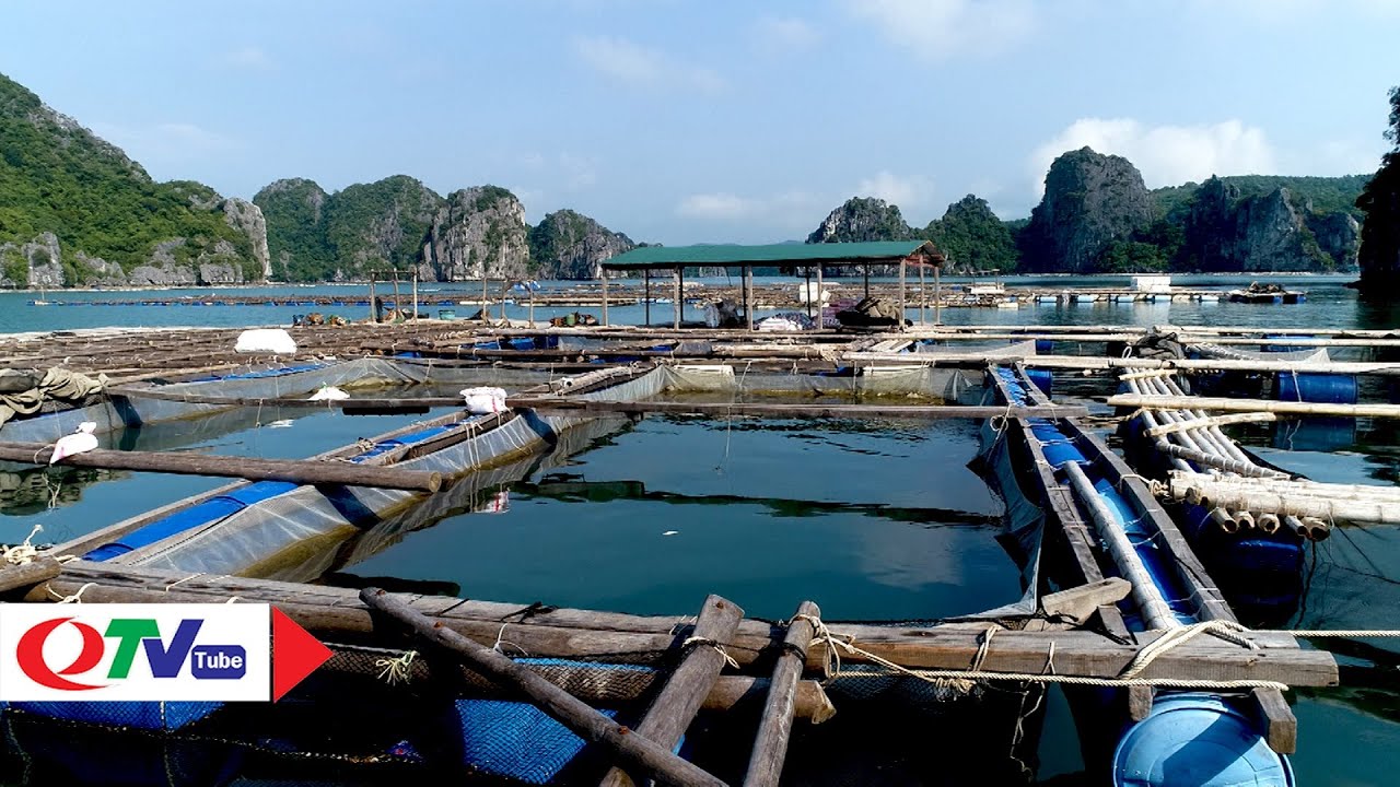 Kỹ thuật nuôi cá chim vây vàng trong lồng trên biển | QTV