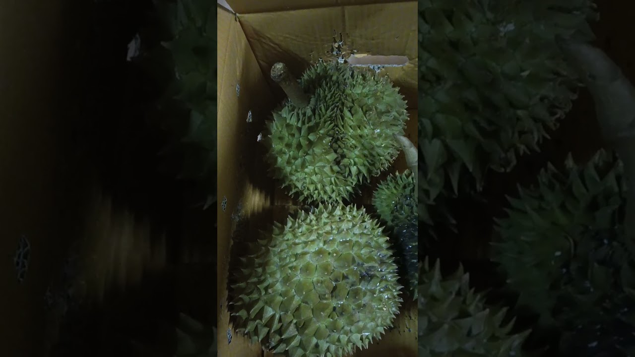 ดีใจได้รับของฝากจากเพื่อน ทุเรียนลูกใหญ่มากค่ะมิตรภาพที่ดียังมีให้กันอยู่เสมอ