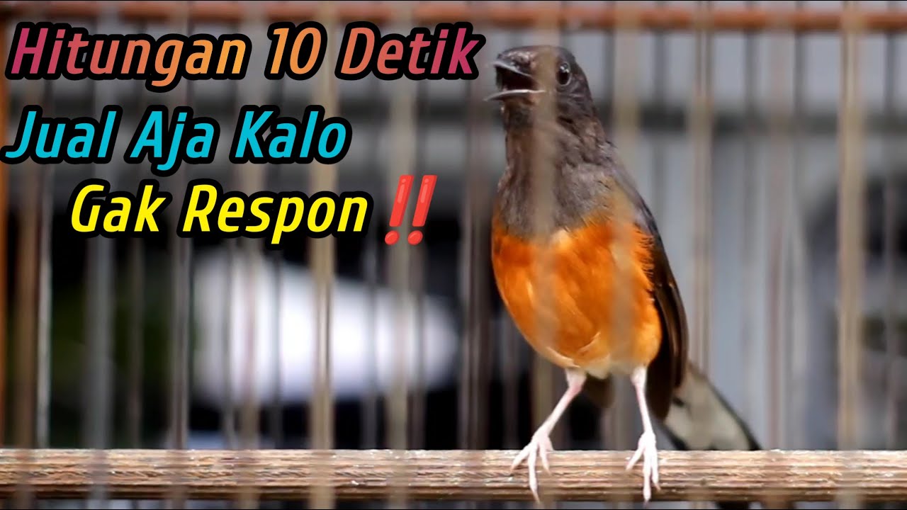 99% LANGSUNG RESPON‼️SEKALI DENGAR SEMUA MURAI JANTAN LANGSUNG NAIK EMOSI JADI GACOR NEMBAK SEKETIKA