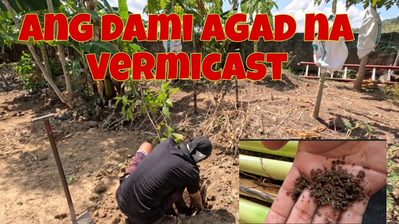 Update sa vermiculite | Naitanim na rin ang langka at yellow caimito
