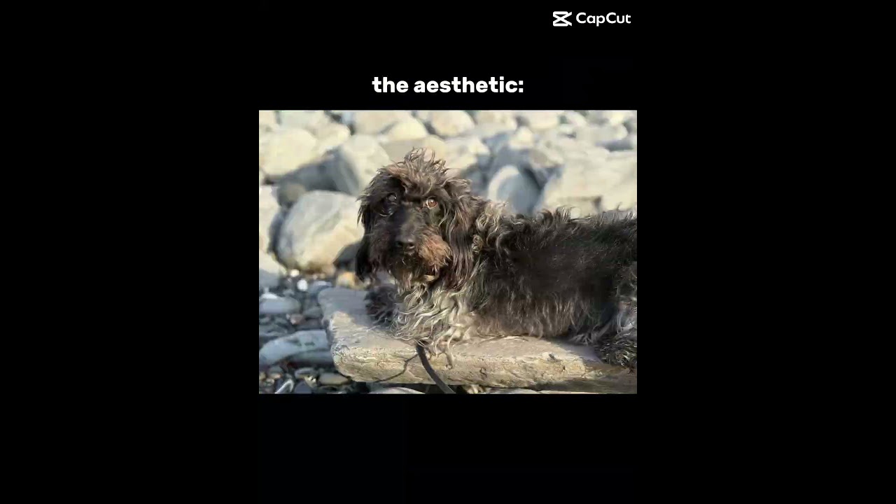 Frr #daschound #puppy #dogbreed #cute #poodle #dog #doxiepoo #pets #dog #dogs #dogshort #dogshorts