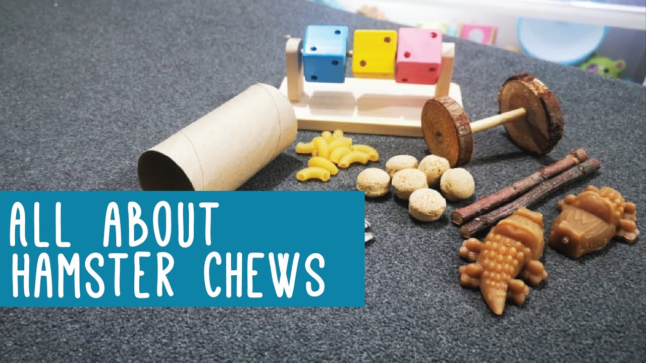 All About Hamster Chews