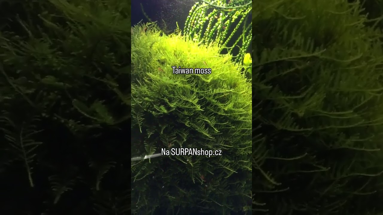 Lomariopsis lineata a Taiwan moss př&iacute;mo z tohoto akvarka na e-shopu SURPANshop.cz #akvaristika