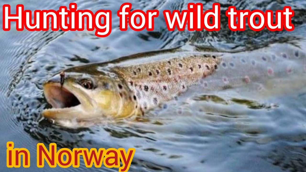 WILD Mountain Trout Fishing in Norway