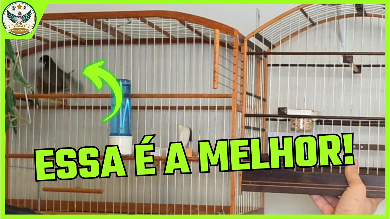 Femea nova ou velha? --- Como escolher a fêmea ideal para iniciar a criação de Coleiro e Papa Capim
