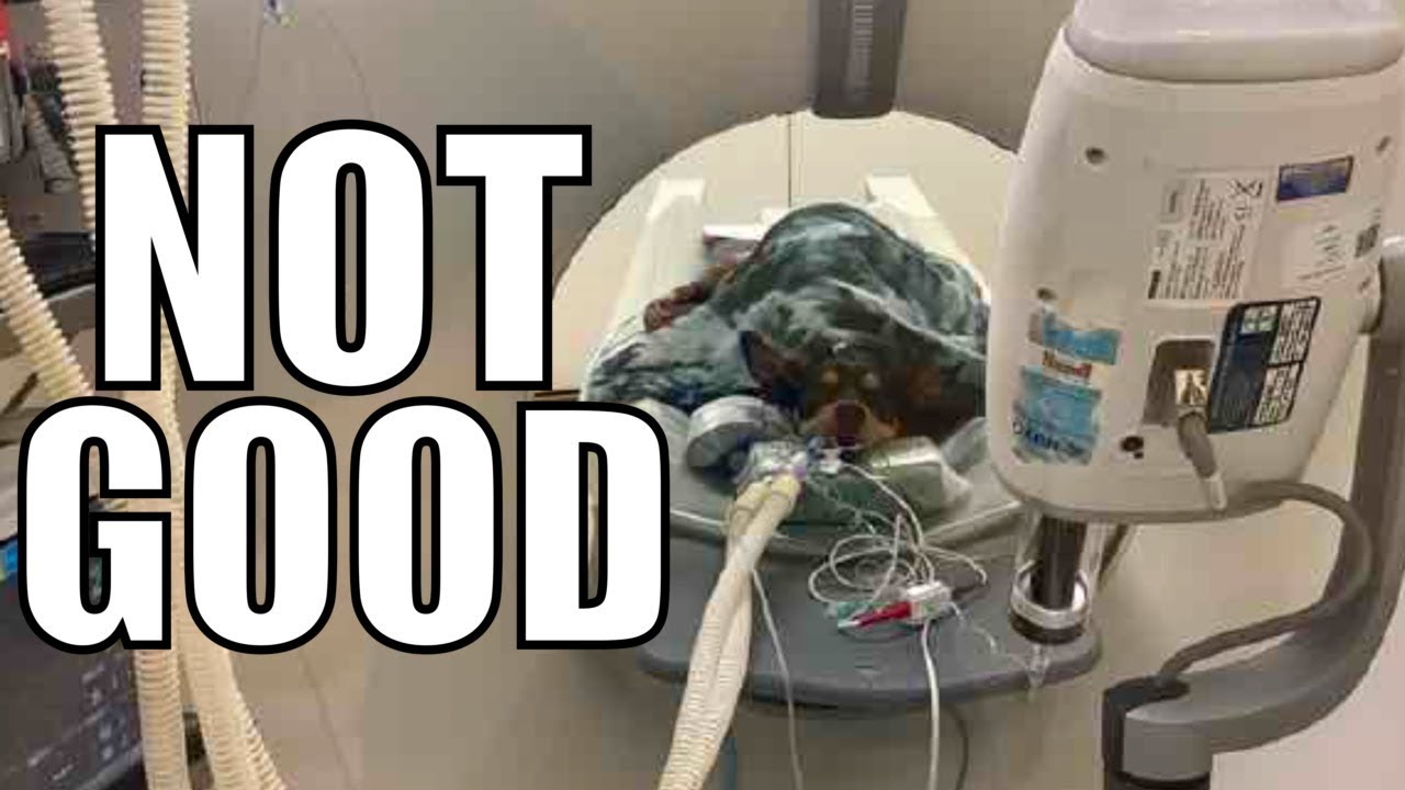 Профессиональный риск… Видеоблог об австралийской овцеводческой ферме