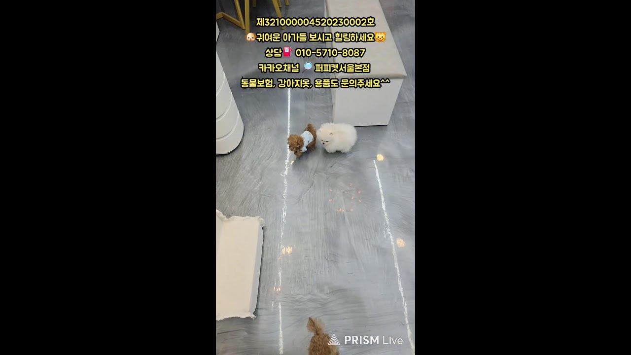 🐶퍼피캣서울본점😺 #퍼피캣  #강아지분양 #고양이 #고양이분양 #애견분양 #댕댕이 #라이브 #live