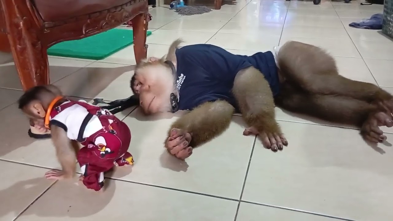 bastian lg mager, Lilly sibuk ngerayu ngajak main bastian 😂