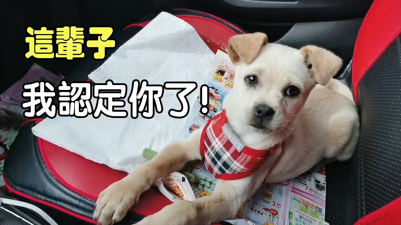 妹子獨自開車旅行，路上被一只漂亮的小狗賴上了，走到哪跟到哪，認定了這個主人！從此對你一生負責。