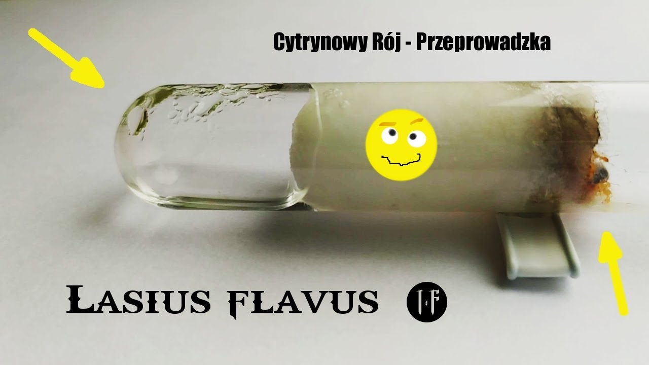 Mrówki | Lasius flavus: Cytrynowy Rój - Przeprowadzka