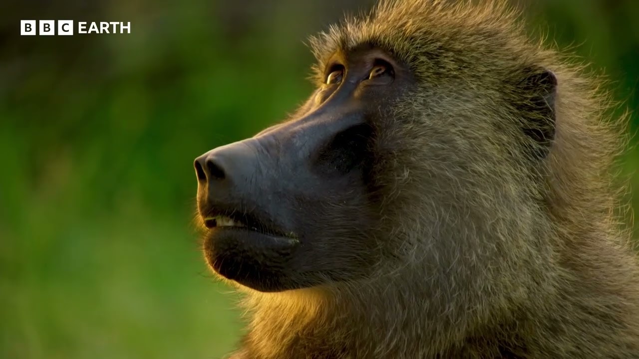 BBC Earth