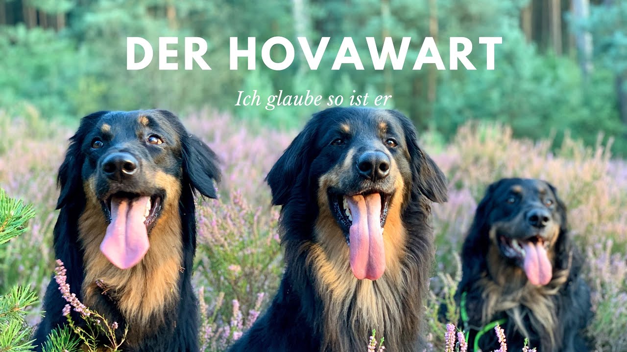 Der Hovawart