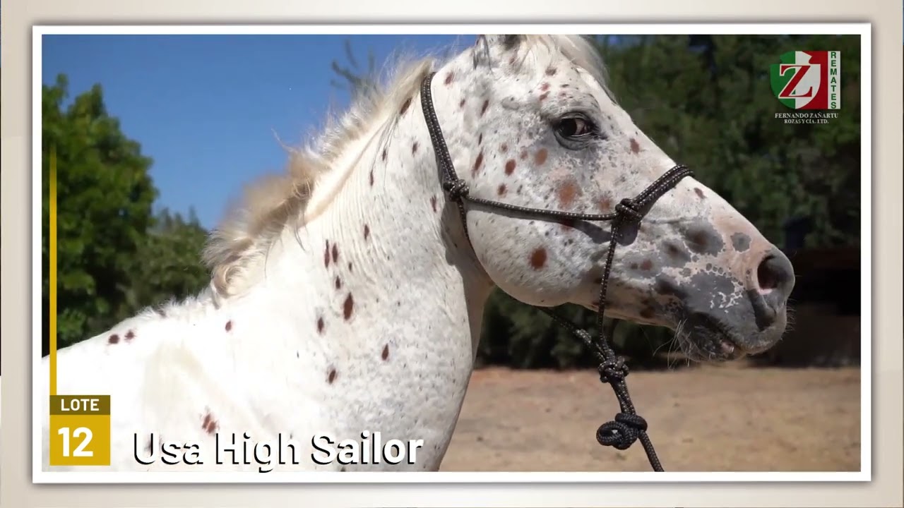 12 Usa High Sailor