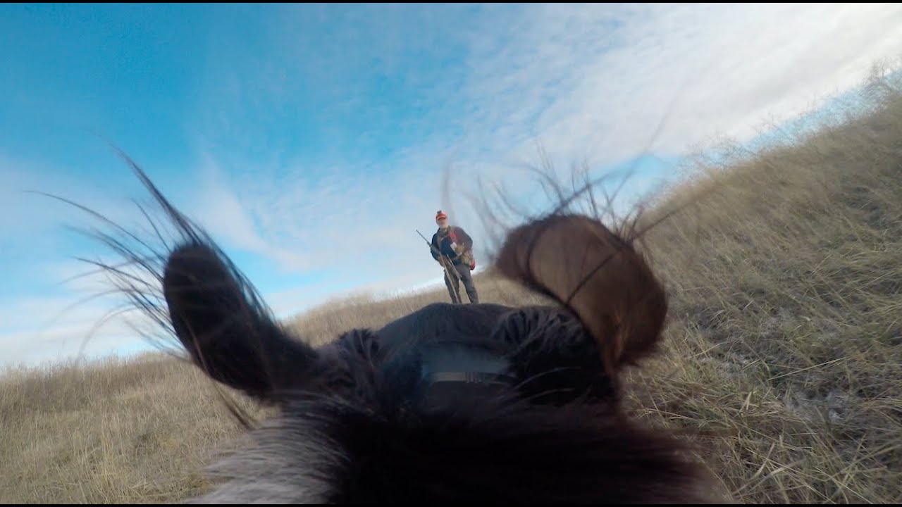 Upland Hunt with Archie & Ellie | Quail, Pheasant, and Misses