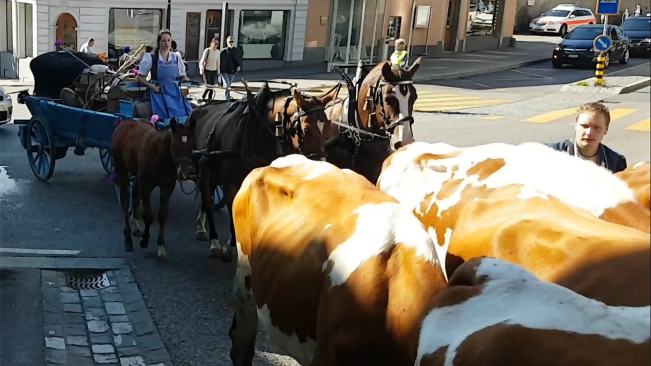 Désalpe de la Gruyère - Passage de trois troupeaux à Bulle