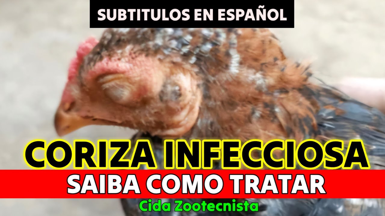 CORIZA INFECCIOSA (GÔGO). SAIBA COMO TRATAR