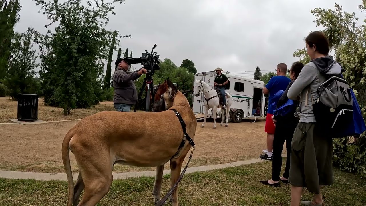 Cash 2.0 Great Dane at Meet the Horses and Rangers in Oakridge Estate Park (1 of 3)