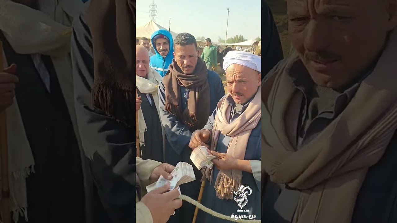 اشتري بقره عشار بضمان صوره البطاقه 😱🐄👉 