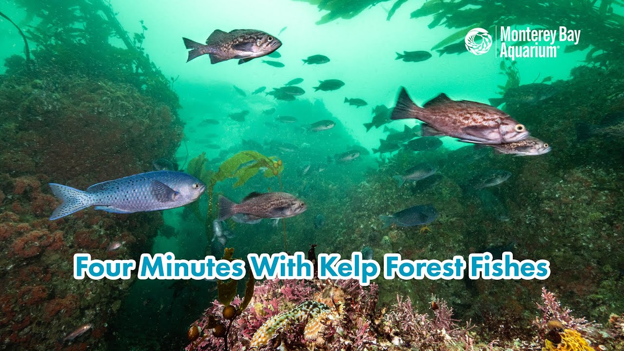 Four Minutes With Kelp Forest Fishes In Monterey Bay | Dive Into Monterey Bay | 4K 60FPS