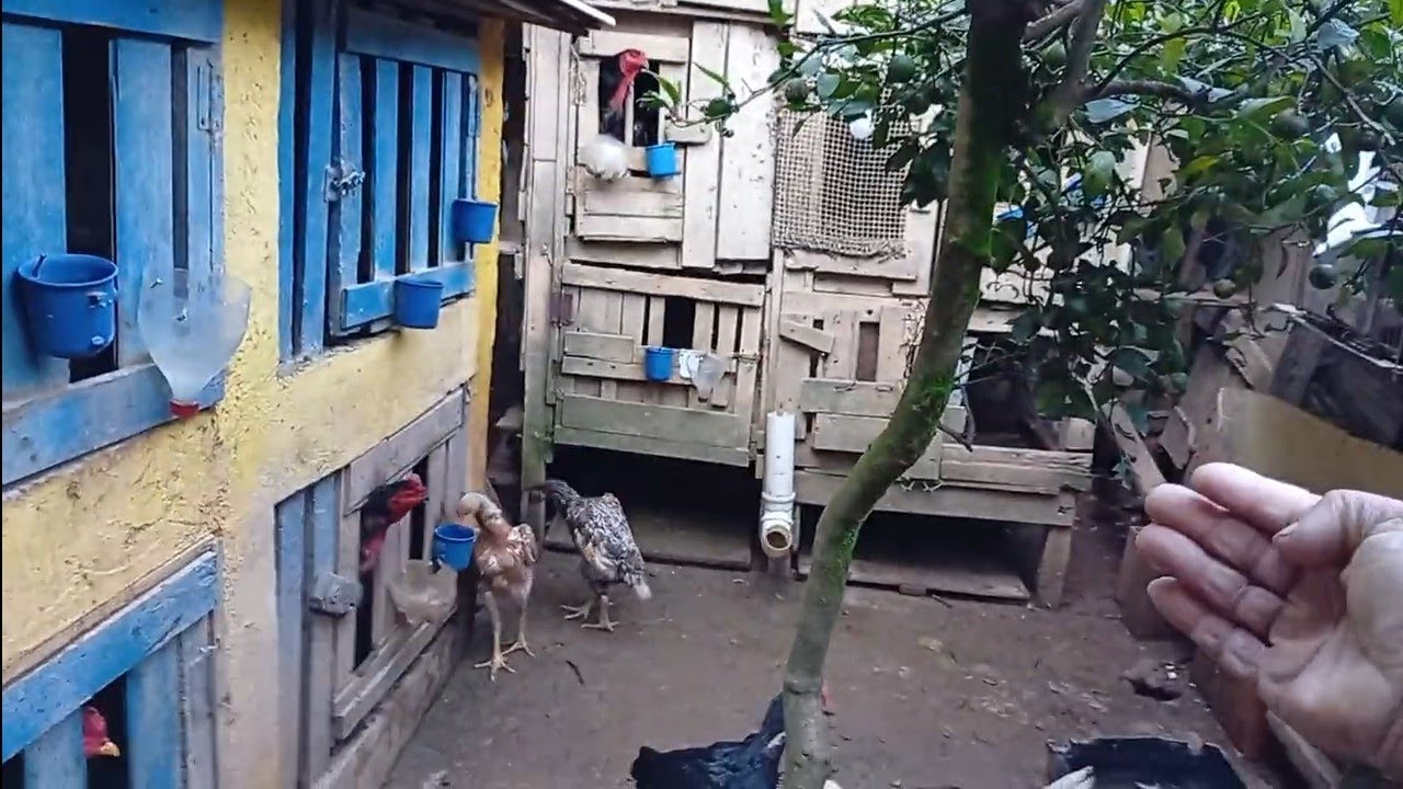 A genética de galo ou galinha índia tem tudo a vê.? 