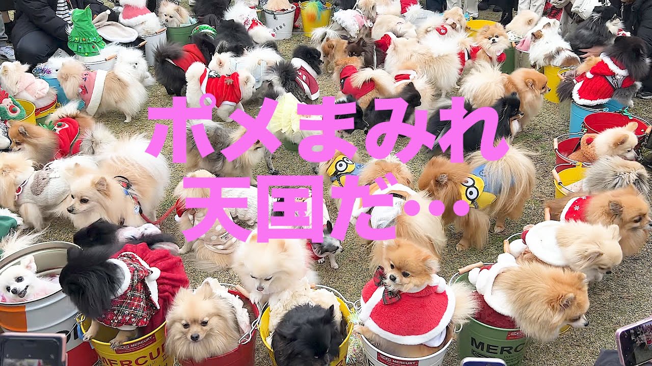 【奇跡が起きた！】ポメ会で沢山の友達とはしゃぎまくった神回ポメラニアン！