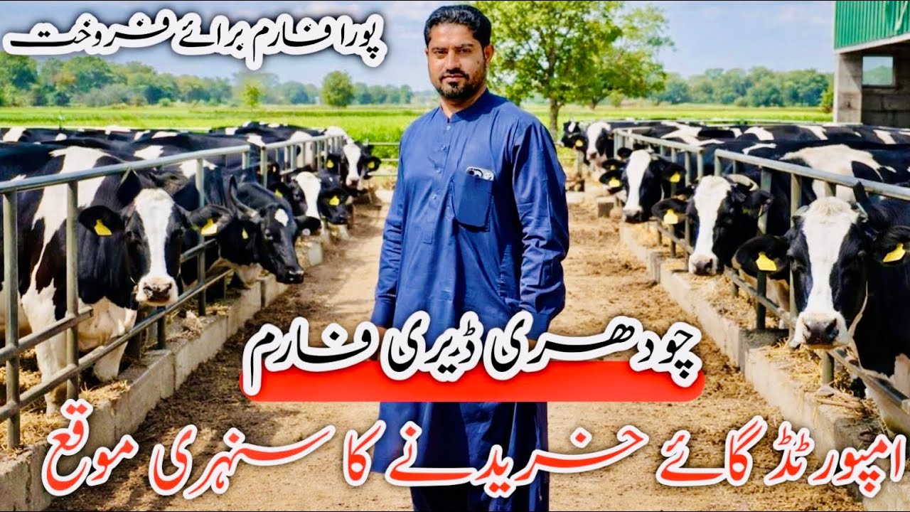 Chodhary Dairy Farm Sargodha 🥰 Top 10 cows 🥰 imported ke shoqeen #janibest 
