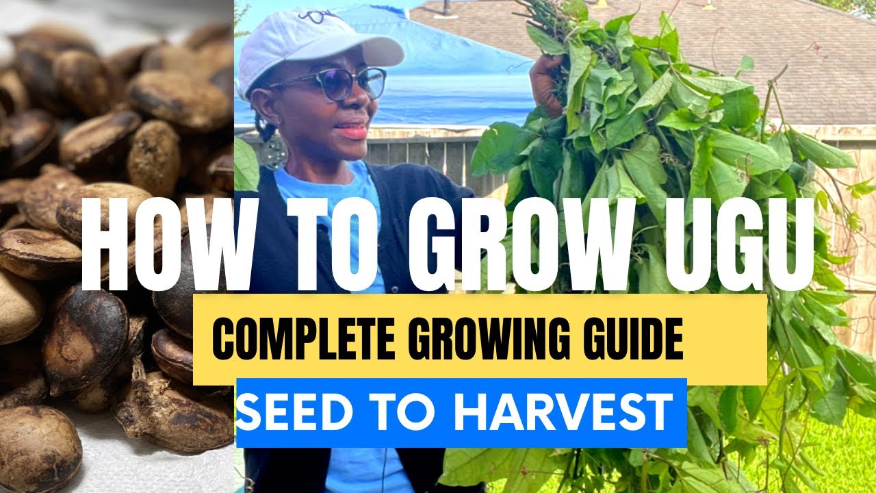 How to Grow Ugu (Fluted Pumpkin) | Easy Ugu Cultivation Guide for High Yield