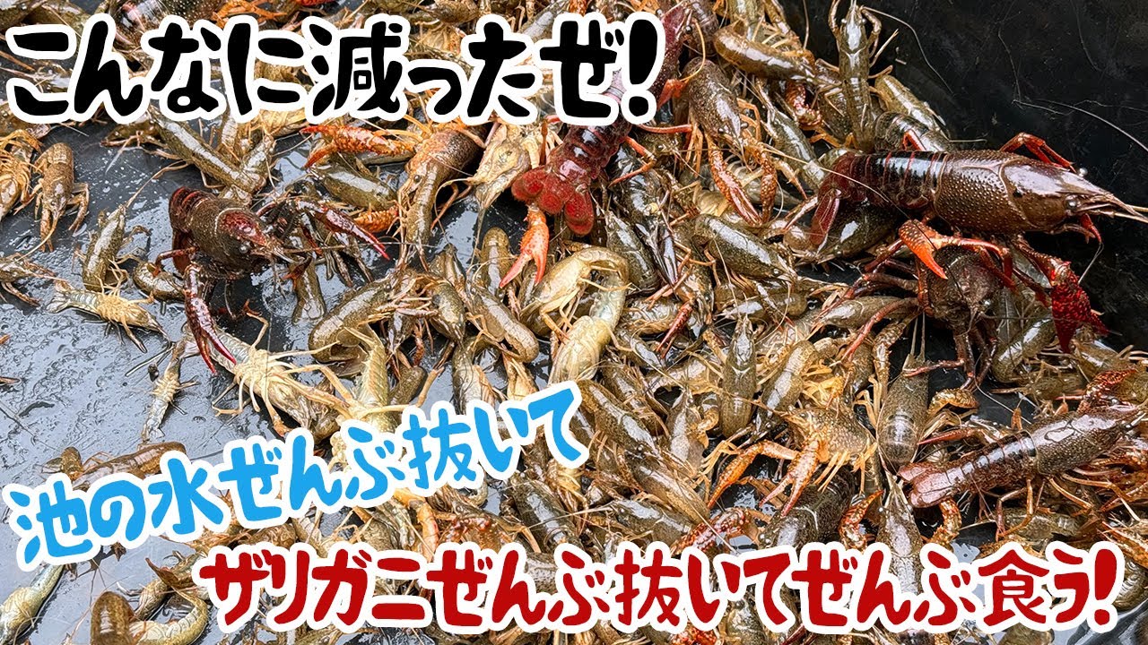 こんなに減ったぜ！池の水ぜんぶ抜いてザリガニぜんぶ抜いてぜんぶ食う！
