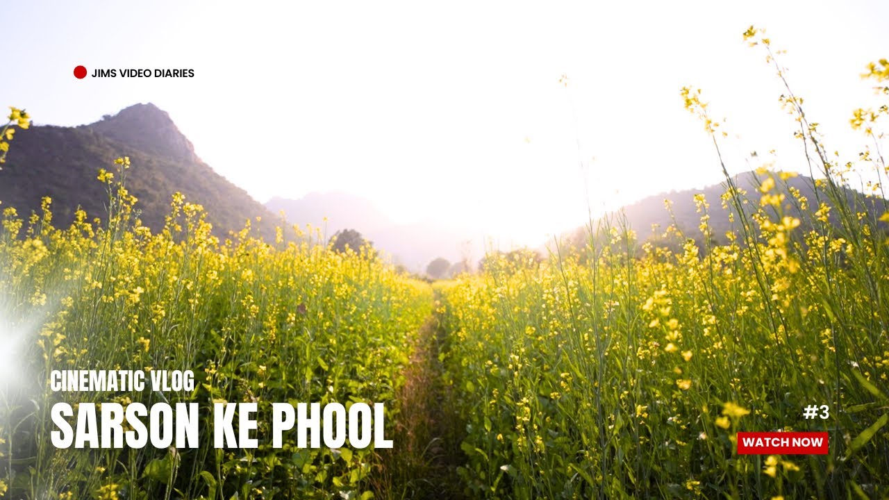 Sarson Ka Khet At Sunset 🌼 | Cinematic Video | BTS + Cinematic Output vlog #3