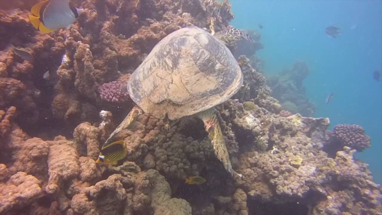 Tauchvideo &Auml;gypten 2016 2/4 - El Naba Bay (left side)
