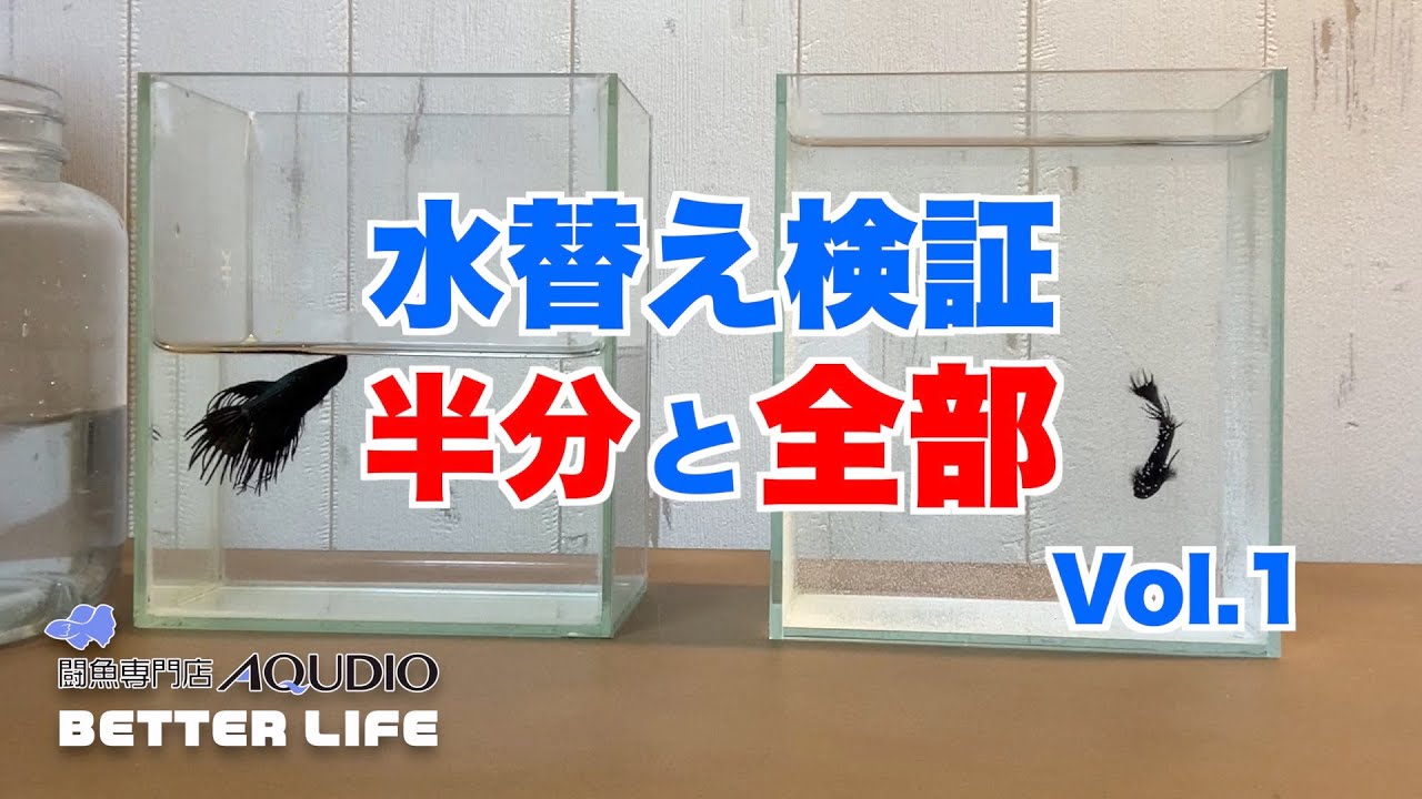 269 ベタ飼育 水替え検証 vol.1