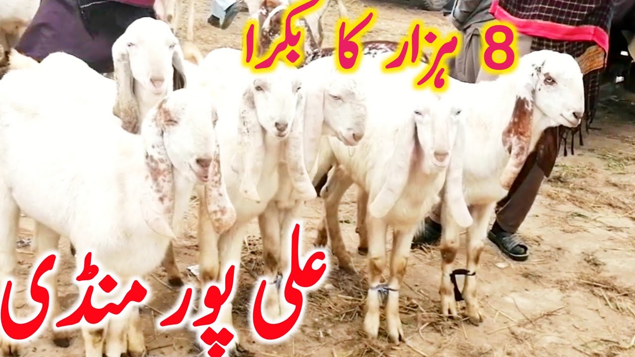Ali Pur Bakra Mandi | Rajin Puri Makhi Cheni Teddy Bakre | Beatel Bakre || Mandi Star
