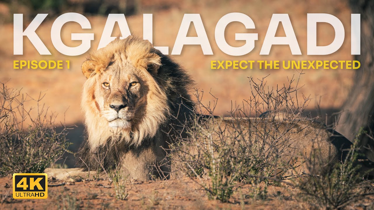 Kgalagadi: Expect the Unexpected - Episode 1 - Amazing Cheetah Sighting