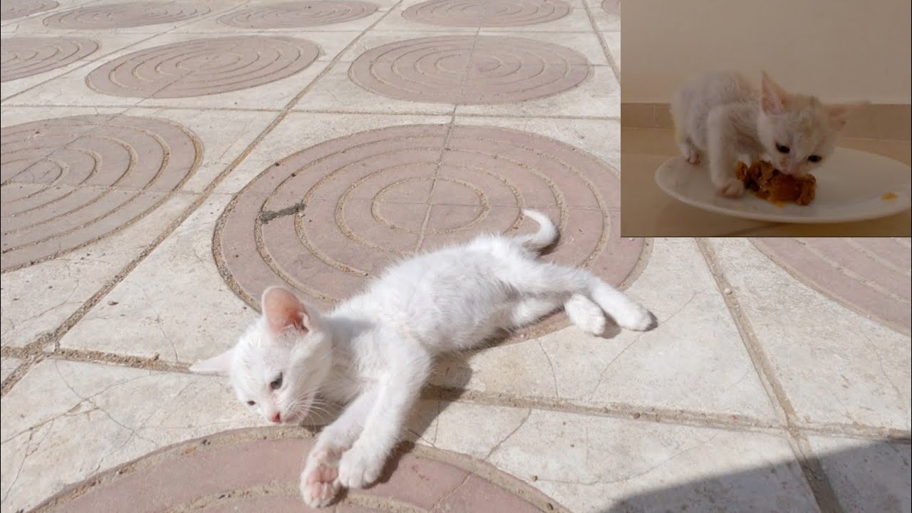 The kitten fell from the 3rd floor, I was going to bury him, but a miracle happened.