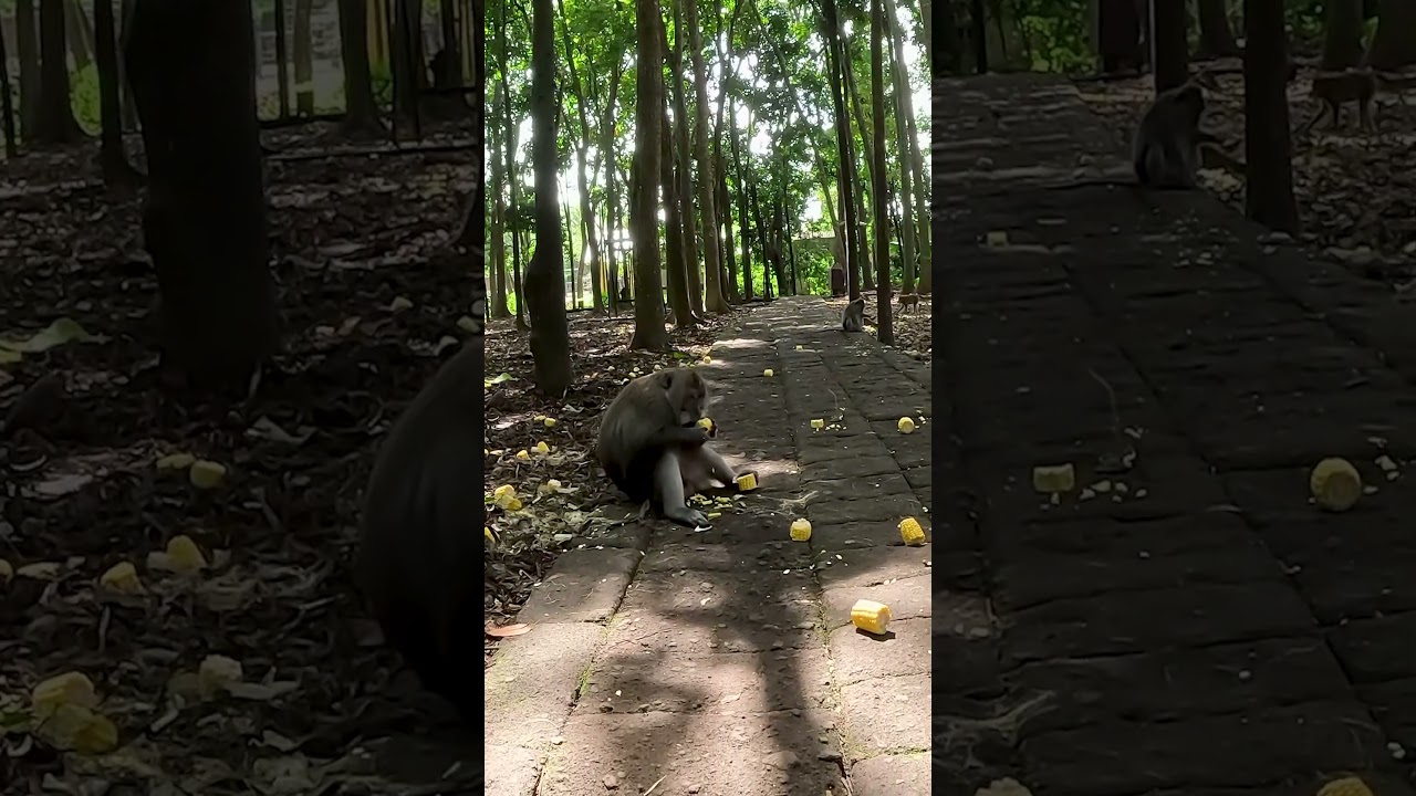 Ubud Bali Forest Sacred Forest #balitravel #monkeyforestubud #indonesiatravel #sacredforest #bali