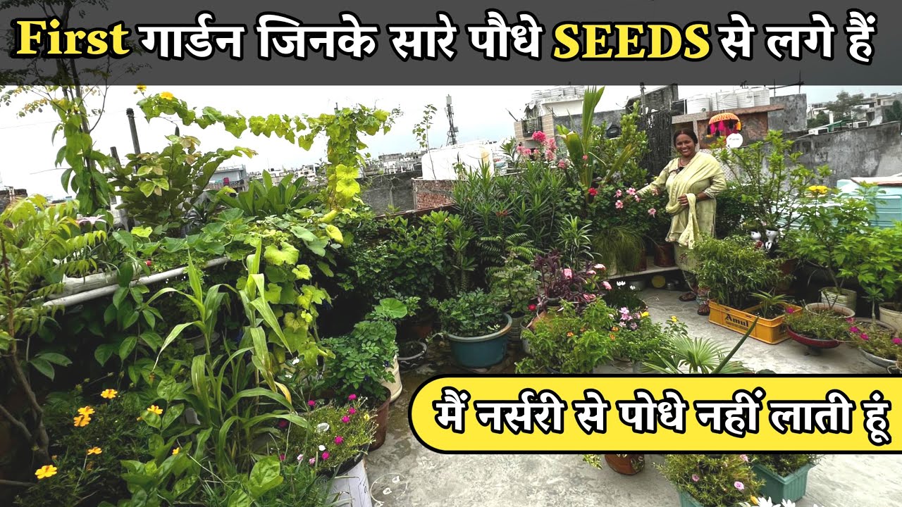 मैं नर्सरी से पोधे नहीं लाती हूं बीज या काटिग से पोधे लगा लेती हूं
