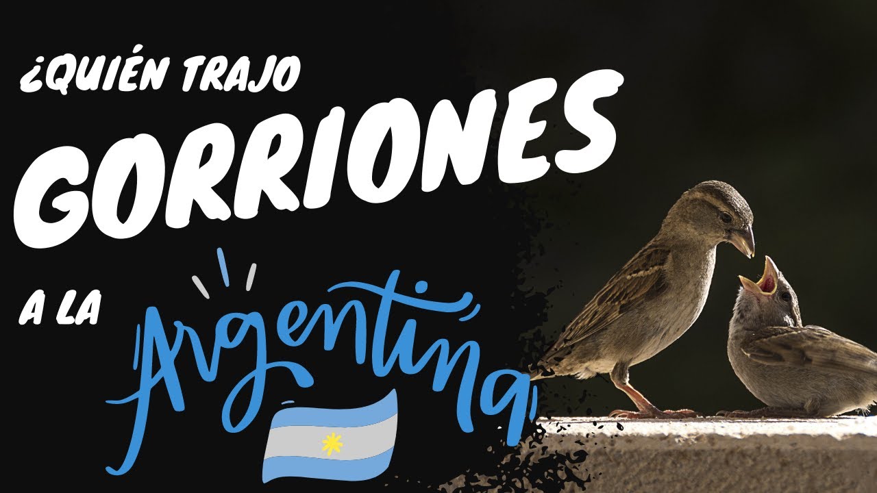 Como llegaron los gorriones a la Argentina 🇦🇷