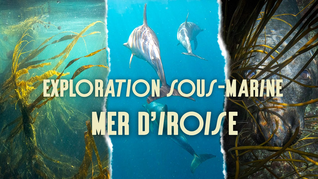 Dans les coulisses d'images sous marines dans les profondeurs de la mer d'Iroise avec Nav&Co 🐬🦭