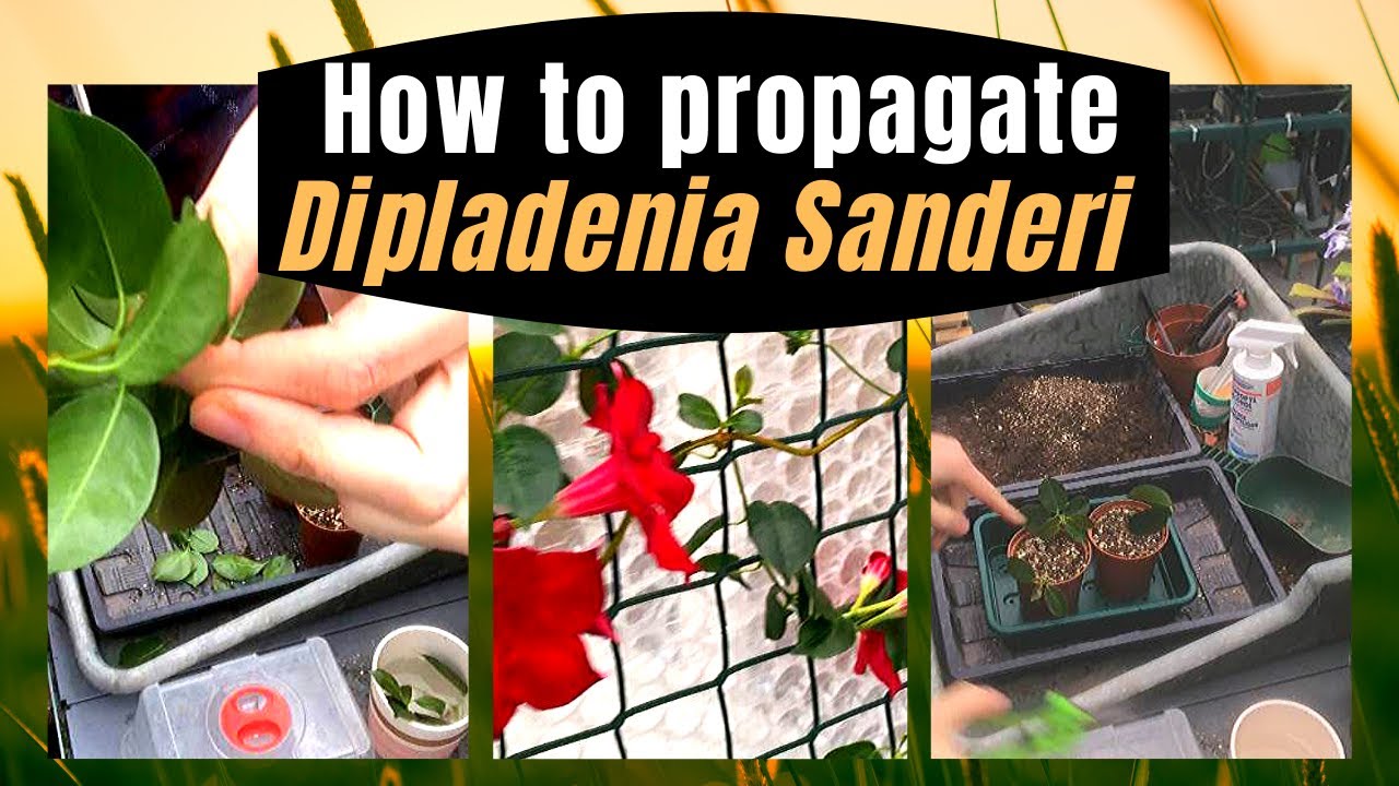 DIPLADENIA SANDERI (MANDEVILLA) PROPAGATION FROM CUTTINGS (PART 1 of 2)