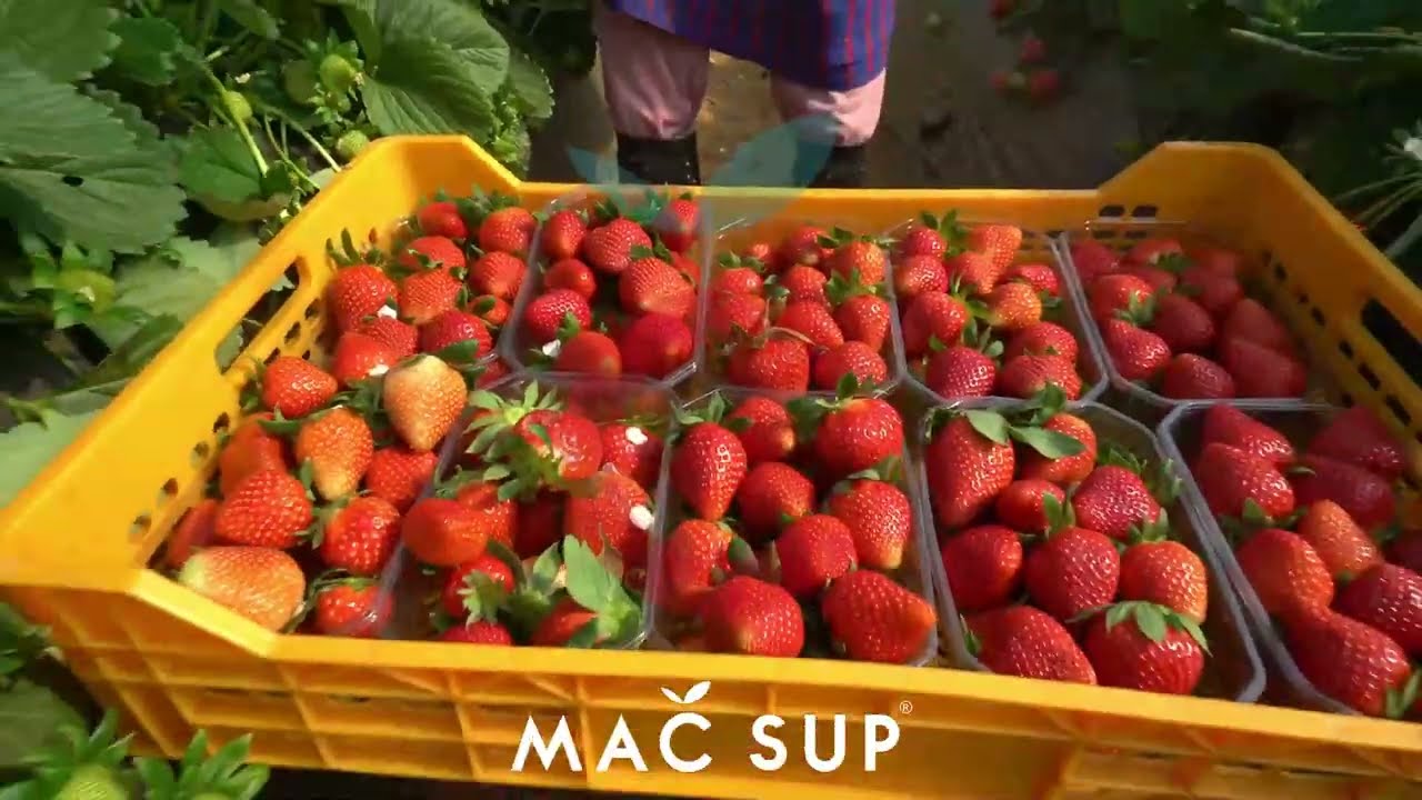 Les fruits rouge de moulay bousselham - Iberry