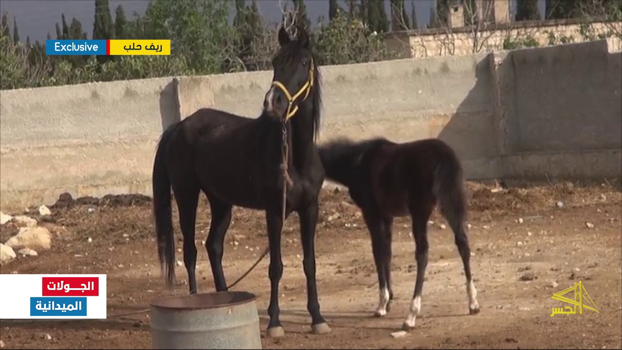 أبو إبراهيم من ريف حلب يعشق الخيول العربية الأصيلة ويرافقها في حلّه وترحاله