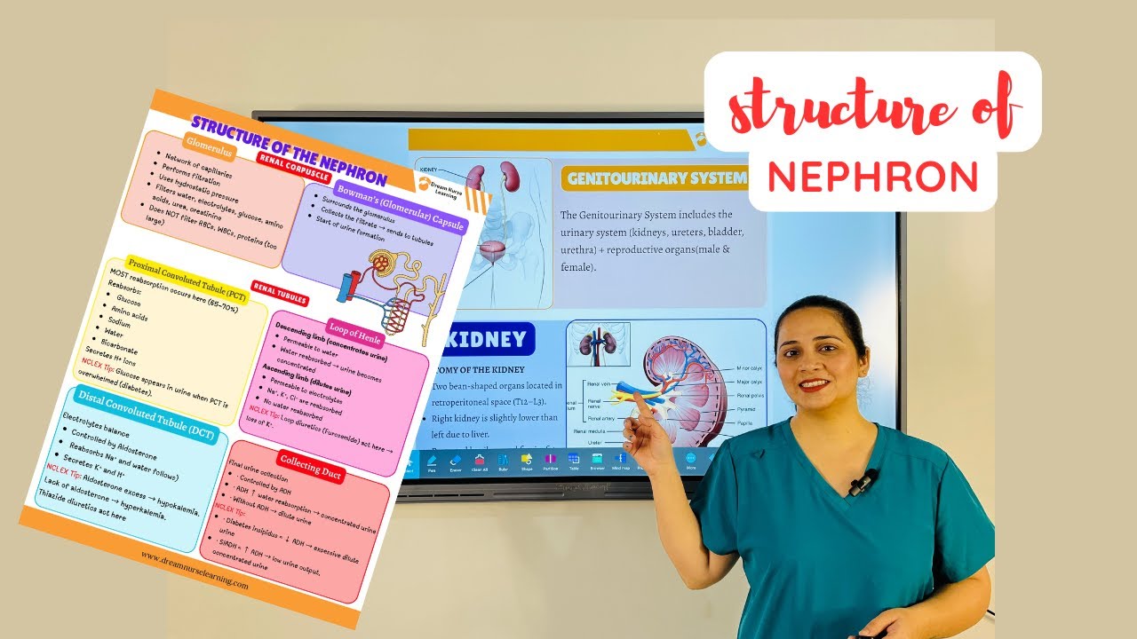 “Nephron Structure and Kidney Physiology: A Complete Nursing Overview”