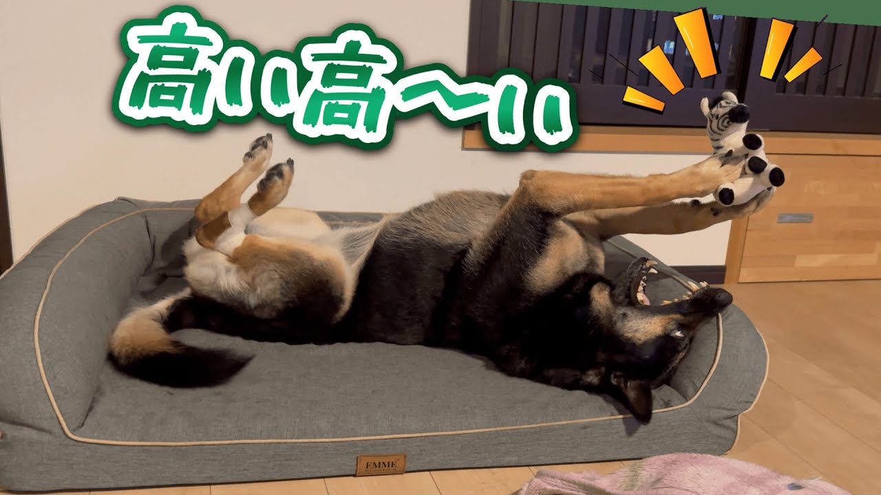 オヤジの忘年会のお土産が、愛犬の母性をくすぐりましたw【ジャーマンシェパード】