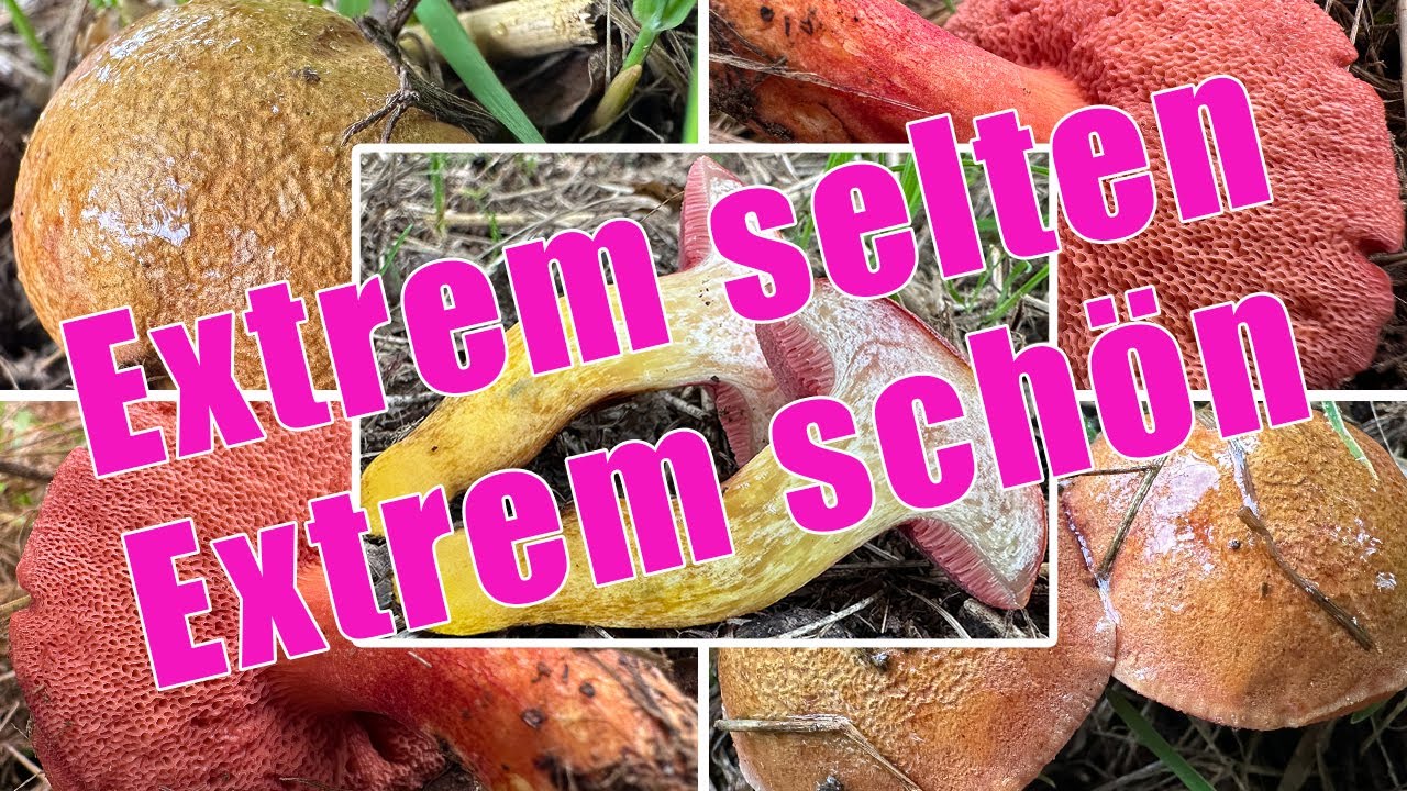 Extrem selten & wundersch&ouml;n! Rubinroter Zwergr&ouml;hrling essbar? Verwechslung | Chalciporus rubinus