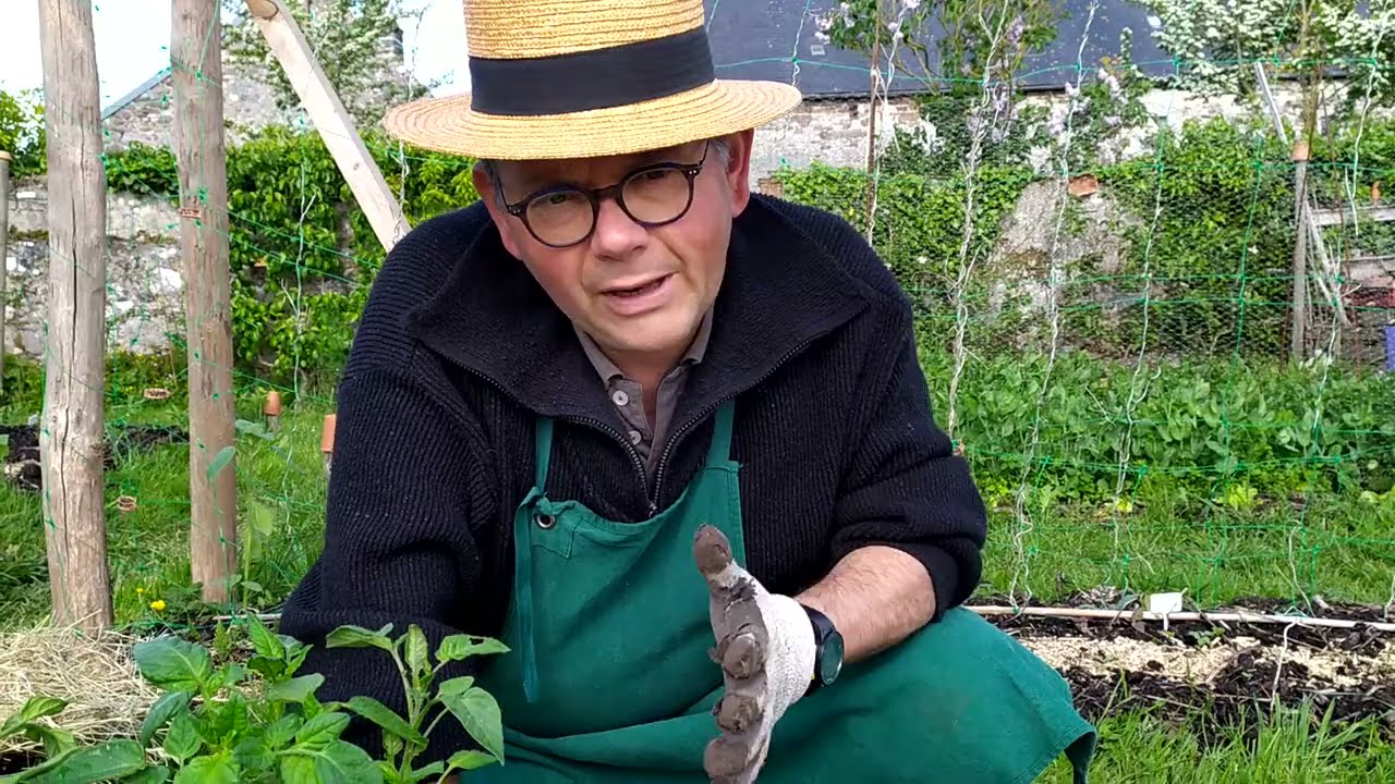 Plantation de tomates: pas de tuteur, pas de taille, peu d'arrosage.Astuces des tomates sur cageot.