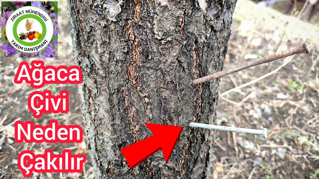 Ağaçlara Çivi Neden Çakılır🌳 Çivi Çakmanın Ağaca Faydası Nedir ?Demir eksikliği için çivi çakılır mı