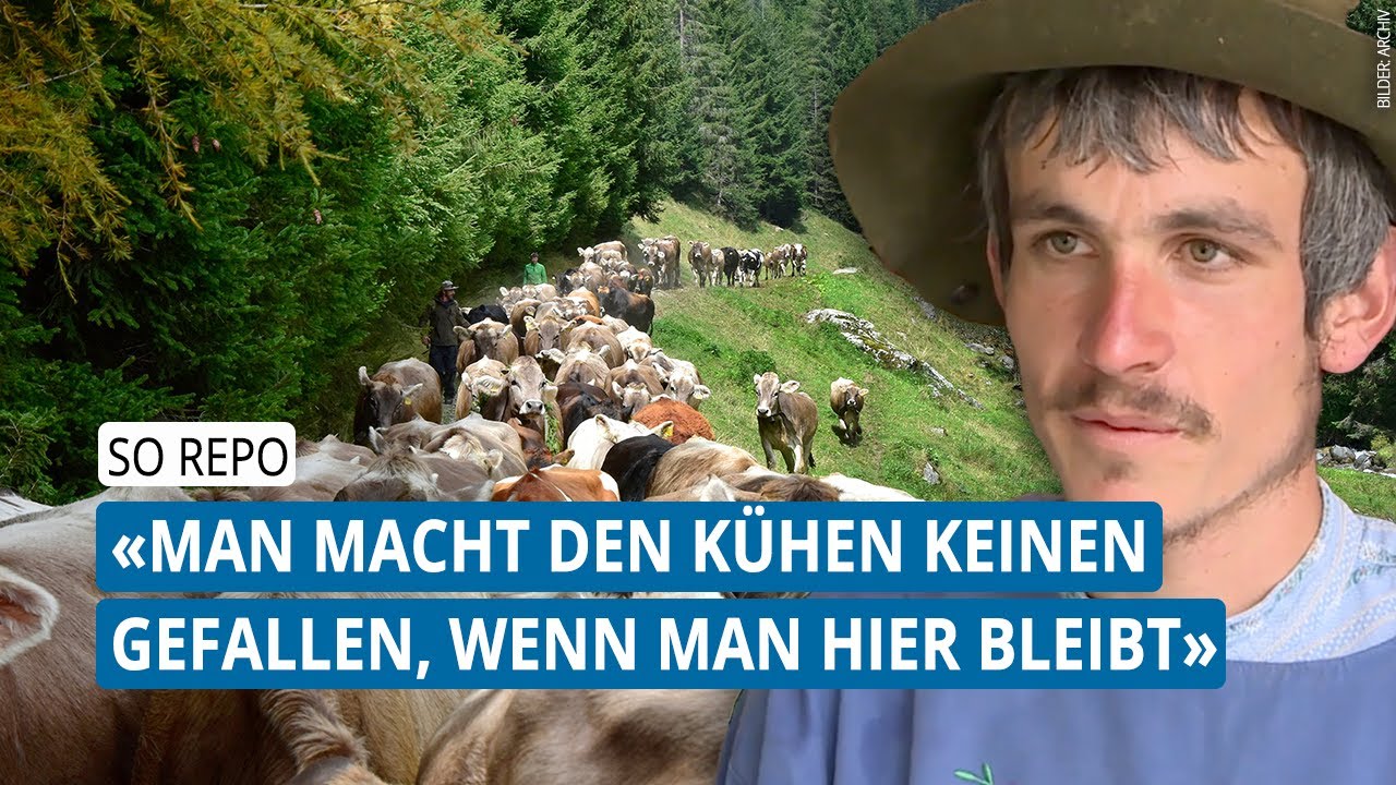 SO Repo | Alpabzug: Die Tradition hinter dem Kopfschmuck der Kühe