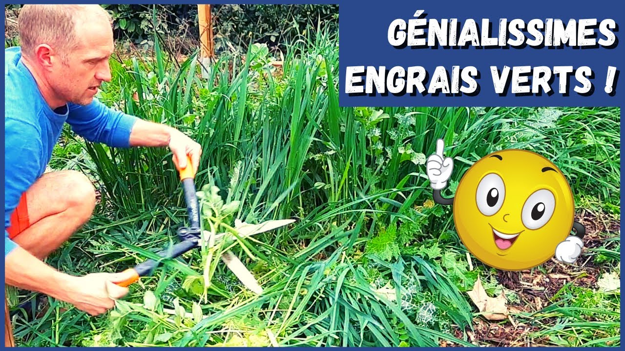 Engrais verts - Première expérience (plutôt réussie)